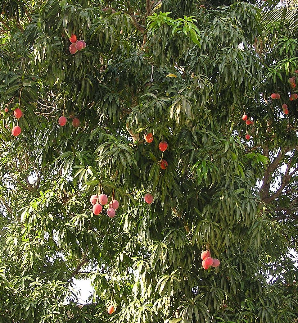 Orchard fruit